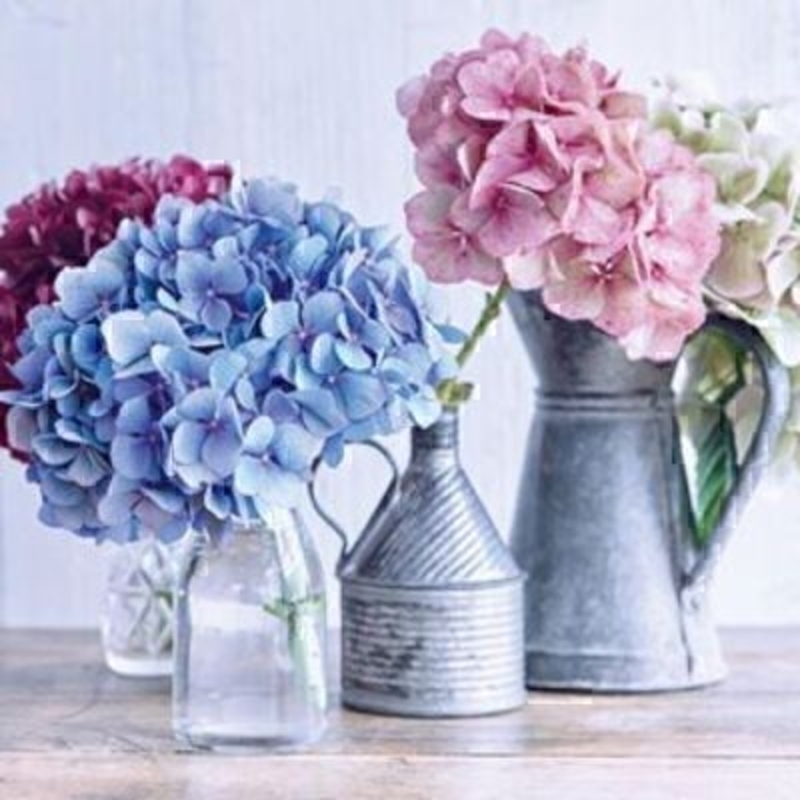 Hydrangeas in Jars and Jugs Blank Greeting Card by Paper Rose. Designed by Howard Shooter and Lauren Floodgate to form part of the Blooming Gorgeous Range published by the Art Group for Paper Rose. The range is photographic still life pictures of flower